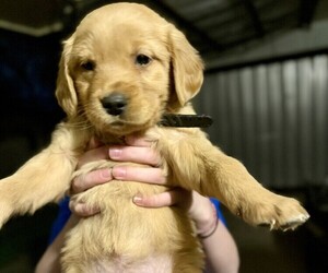 Golden Retriever Puppy for sale in GOLDEN, CO, USA