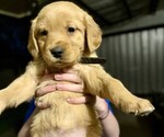 Small Golden Retriever