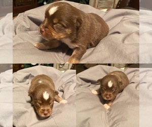 Aussie-Corgi Puppy for sale in BROOKER, FL, USA