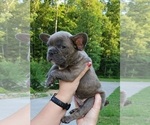 Small Photo #3 French Bulldog Puppy For Sale in MARYVILLE, TN, USA