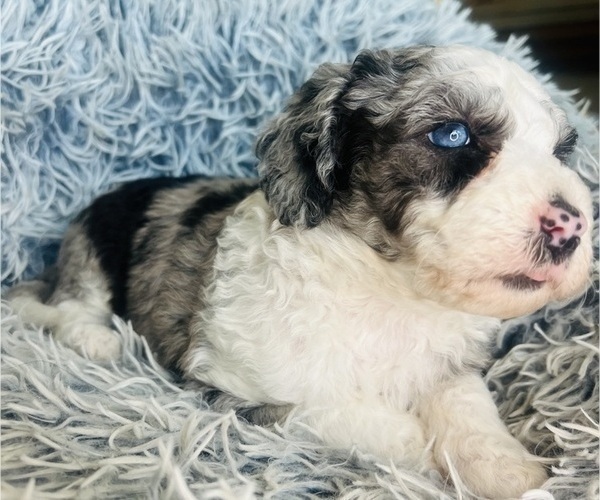 Medium Photo #20 Sheepadoodle Puppy For Sale in HUNTINGTON BEACH, CA, USA