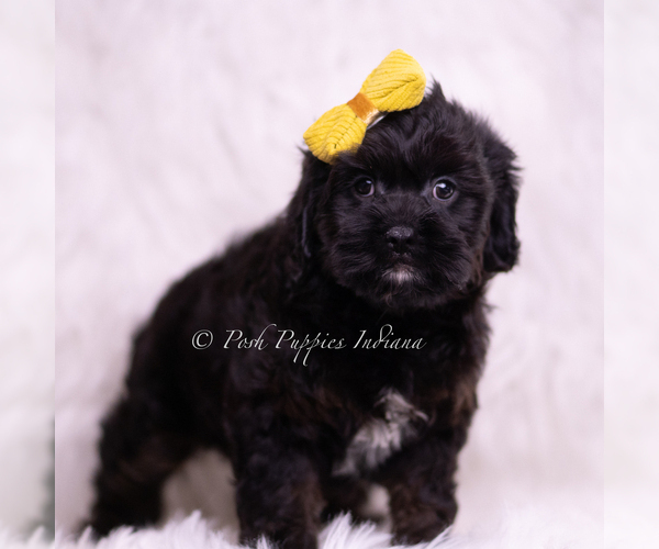 Medium Photo #4 Cavapoo (Miniature) Puppy For Sale in WARSAW, IN, USA