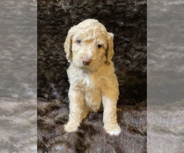 Medium Photo #6 Poodle (Standard) Puppy For Sale in JUDSONIA, AR, USA