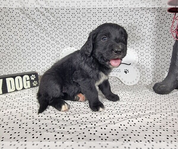 Medium Photo #28 Golden Mountain Dog Puppy For Sale in BLACK FOREST, CO, USA