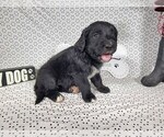 Small #5 Golden Mountain Dog