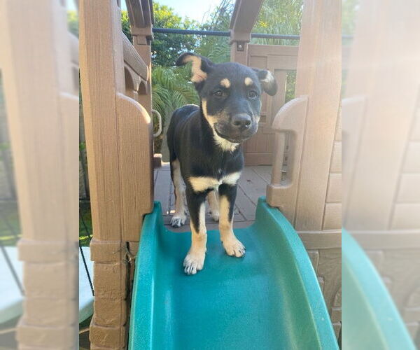 Medium Photo #3 Mutt Puppy For Sale in San Juan Capistrano, CA, USA