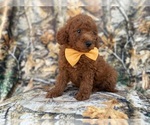 Small #8 Goldendoodle (Miniature)