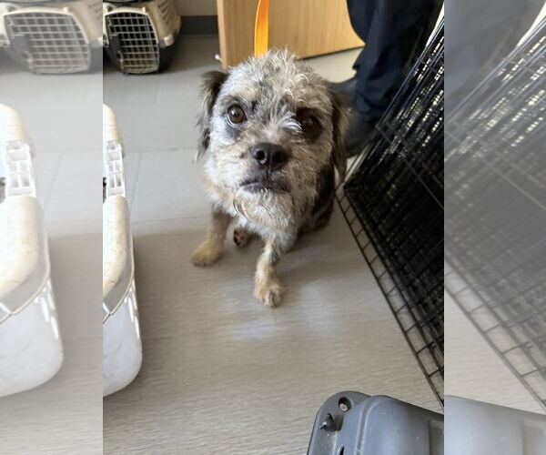 Medium Photo #3 Australian Shepherd-Border Terrier Mix Puppy For Sale in Mission Viejo, CA, USA