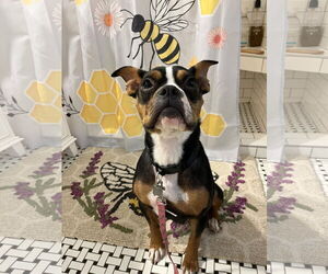 Staffordshire Bull Terrier-Unknown Mix Dogs for adoption in Duluth, MN, USA
