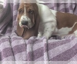 Puppy Tulip Basset Hound