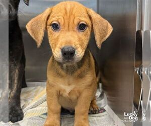 Erni - Male Labrador Retriever-Unknown Mix Dog for Adoption - Photo #2