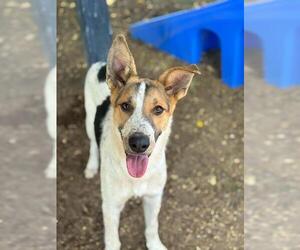 Texas Heeler-Unknown Mix Dogs for adoption in Visalia, CA, USA