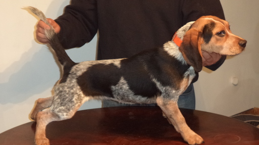 Medium Photo #1 Beagle Puppy For Sale in NEW BRITAIN, CT, USA