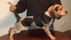 Small Photo #1 Beagle Puppy For Sale in NEW BRITAIN, CT, USA