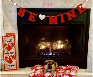 German Shepherd Dog Puppy for sale in GALLIPOLIS, OH, USA