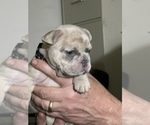 Puppy 5 French Bulldog