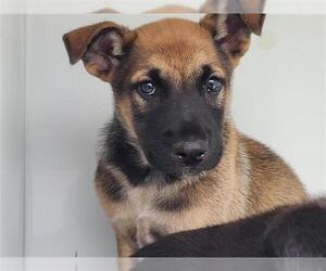 German Shepherd Dog-Unknown Mix Dogs for adoption in Houston, TX, USA