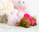 Small Photo #6 Goldendoodle (Miniature) Puppy For Sale in LITTLE ROCK, AR, USA