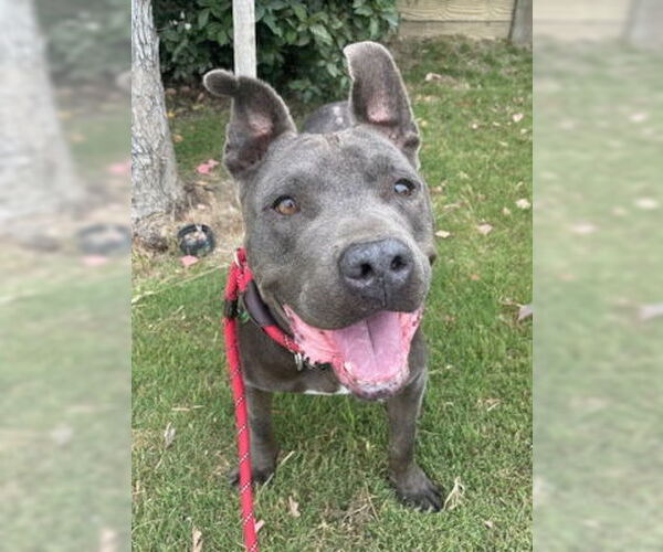 Medium Photo #10 American Pit Bull Terrier-Unknown Mix Puppy For Sale in Ventura, CA, USA