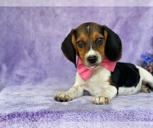 Beagle Puppy for sale in LANCASTER, PA, USA