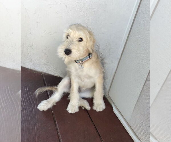 Medium Photo #4 Mutt Puppy For Sale in La Verne, CA, USA