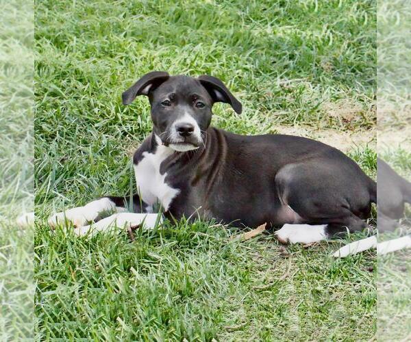 Medium Photo #3 Border Collie-Unknown Mix Puppy For Sale in San Diego, CA, USA