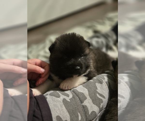 Medium Photo #3 Akita Puppy For Sale in LAKEBAY, WA, USA