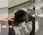 Puppy 1 Akita