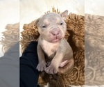 Small #7 American Bully