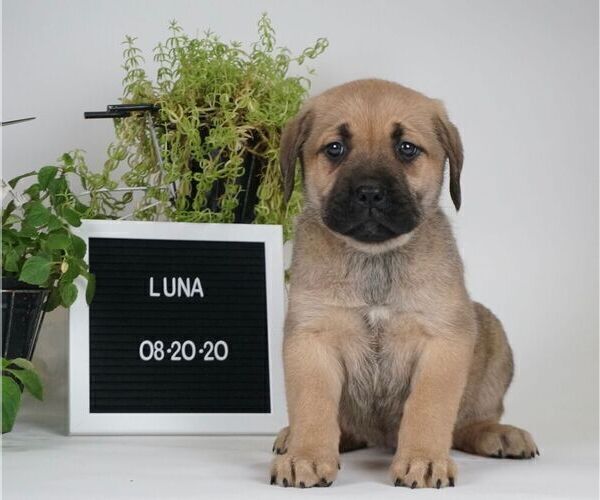 Medium Photo #1 Cane Corso Puppy For Sale in NAPPANEE, IN, USA