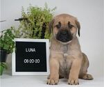 Small Photo #1 Cane Corso Puppy For Sale in NAPPANEE, IN, USA