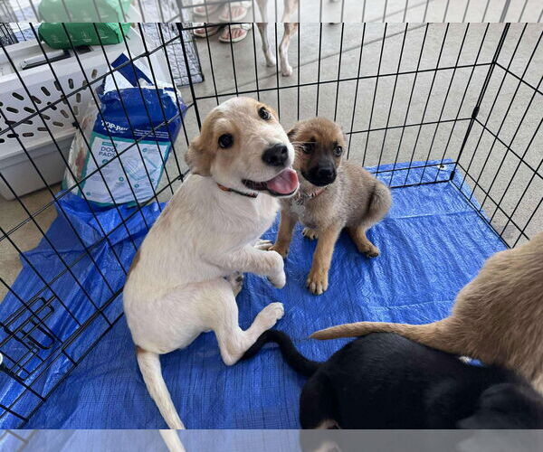 Medium Photo #6 Mutt Puppy For Sale in Holly Springs, NC, USA