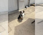 Small #1 Australian Shepherd
