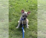 Small #1 French Bulldog