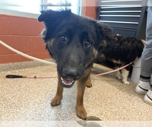 Medium Photo #1 Australian Shepherd-Unknown Mix Puppy For Sale in Pueblo, CO, USA