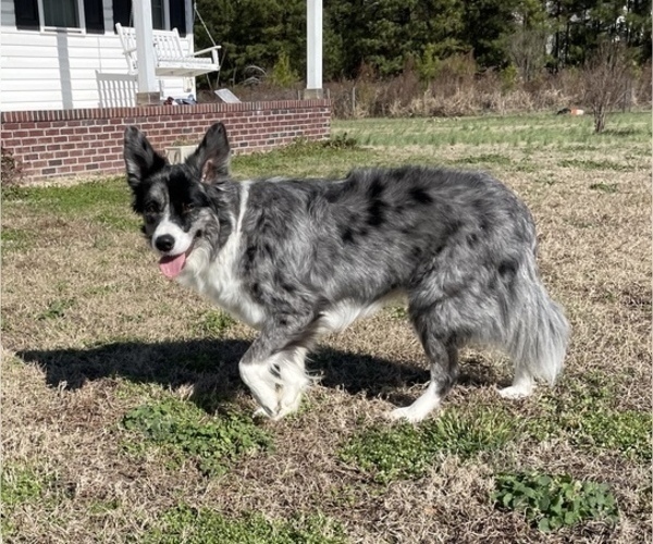 Medium Photo #1 Border Collie Puppy For Sale in JACKSONVILLE, NC, USA