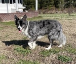 Small Photo #1 Border Collie Puppy For Sale in JACKSONVILLE, NC, USA