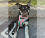 Small #1 Australian Kelpie-Labrador Retriever Mix