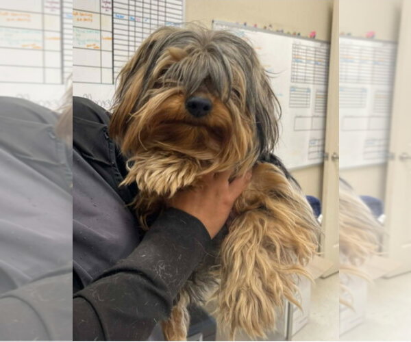 Medium Photo #2 Mutt Puppy For Sale in Lakewood, CO, USA