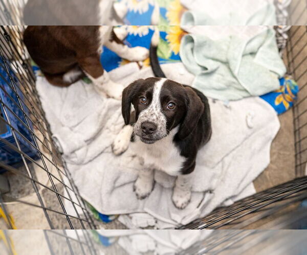 Medium Photo #2 Pointer-Rottweiler Mix Puppy For Sale in Mundelein, IL, USA