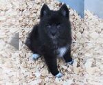 Small Photo #3 Huskimo Puppy For Sale in SEBRING, FL, USA