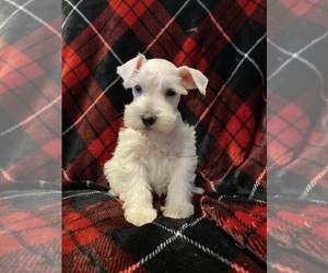 Schnauzer (Miniature) Puppy for sale in CHILDRESS, TX, USA