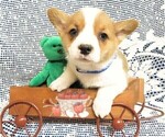 Small Photo #6 Pembroke Welsh Corgi Puppy For Sale in GROVESPRING, MO, USA