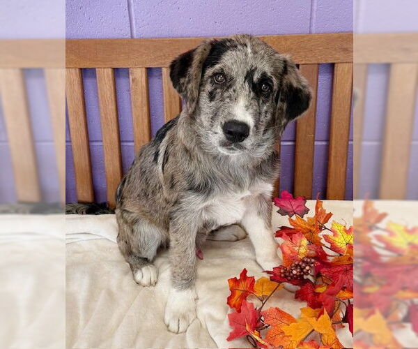 Medium Photo #3 Great Dane-Labrador Retriever Mix Puppy For Sale in Genesee, WI, USA