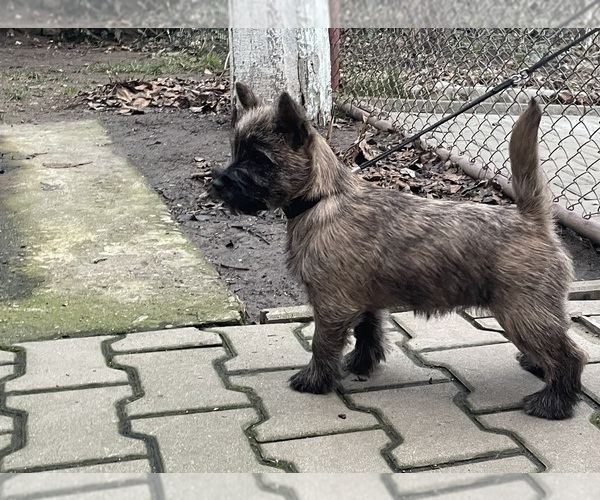Medium Photo #7 Cairn Terrier Puppy For Sale in Targu-Mures, Mures, Romainia
