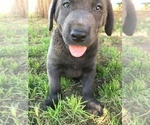 Small Photo #4 Labrador Retriever Puppy For Sale in STRATHMORE, CA, USA