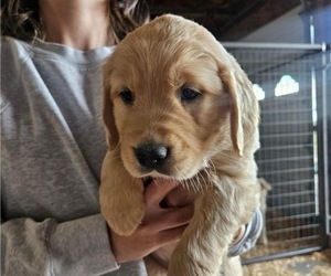 Medium Golden Retriever