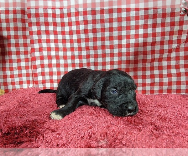 Medium Photo #67 Golden Mountain Dog Puppy For Sale in BLACK FOREST, CO, USA