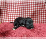 Small Photo #67 Golden Mountain Dog Puppy For Sale in BLACK FOREST, CO, USA