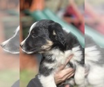 Small Photo #4 Border Collie-Miniature Australian Shepherd Mix Puppy For Sale in MITCHELL, OR, USA